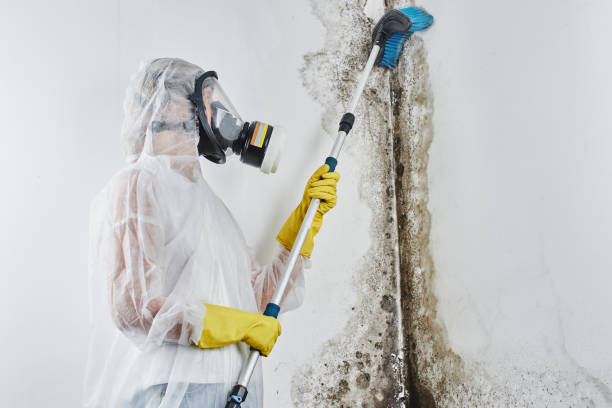 Best Affordable Mold Removal  in Waveland, MS