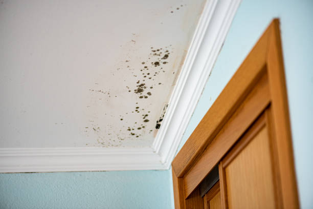 Best Commercial Mold Removal  in Waveland, MS