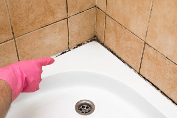 Mold Removal Process in Waveland, MS